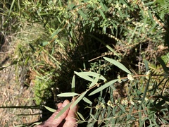 Pimelea axiflora axiflora
