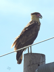 Caracara plancus