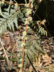 Pimelea axiflora axiflora