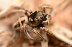 Habronattus borealis