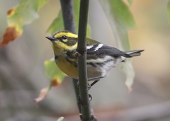 Setophaga townsendi