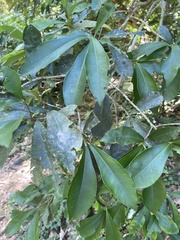 Ardisia sieboldii
