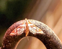 Chrysendeton medicinalis