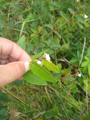 Apocynum androsaemifolium