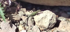 Sceloporus formosus