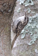Certhia americana