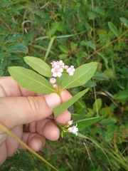 Apocynum androsaemifolium