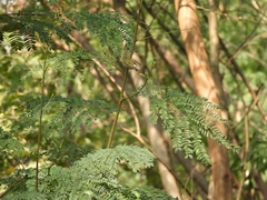 Phylloscopus proregulus