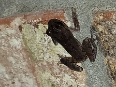 Hyla femoralis