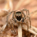 Boreal Paradise Spider - Photo (c) Buddy, some rights reserved (CC BY-NC), uploaded by Buddy