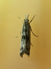 Microcrambus minor