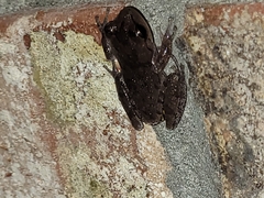 Hyla femoralis