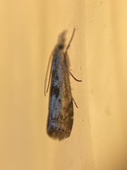 Microcrambus minor