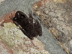 Hyla femoralis