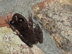 Hyla femoralis