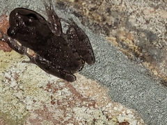 Hyla femoralis