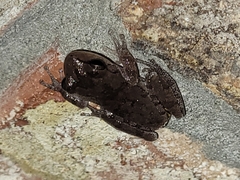 Hyla femoralis