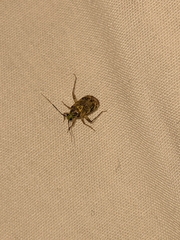 Taedia marmorata