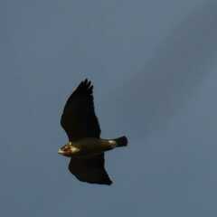 Buteo brachyurus