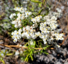 Anaphalis margaritacea
