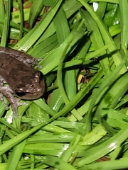 Hyla femoralis