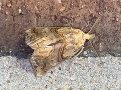 Plusiodonta compressipalpis