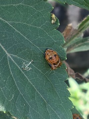 Harmonia axyridis