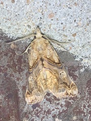 Plusiodonta compressipalpis