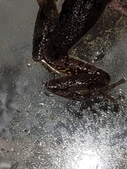 Hyla femoralis