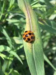 Harmonia axyridis
