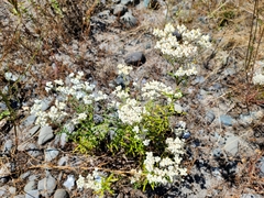 Anaphalis margaritacea