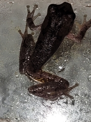 Hyla femoralis
