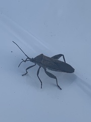 Physomerus grossipes