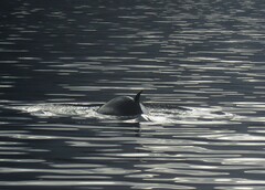 Balaenoptera acutorostrata
