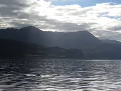 Balaenoptera acutorostrata