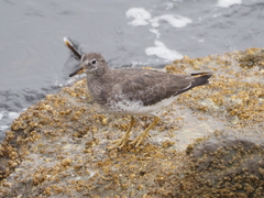 Calidris virgata