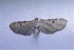 Eupithecia absinthiata