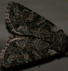 Lacinipolia strigicollis