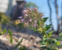 Anthidium oblongatum