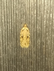 Agonopterix canadensis