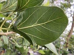 Ficus krishnae