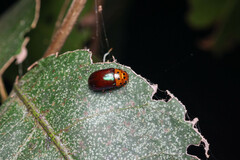 Platymela sticticollis