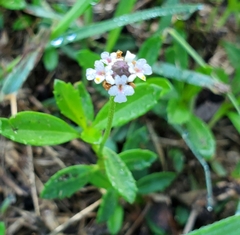 Phyla nodiflora