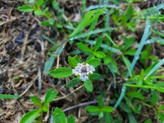 Phyla nodiflora