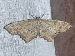 Hypagyrtis