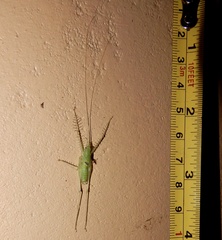 Decolya visenda