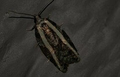 Acleris
