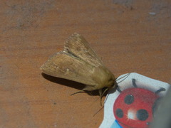 Mythimna