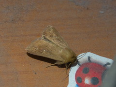 Mythimna