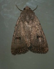 Caradrina montana